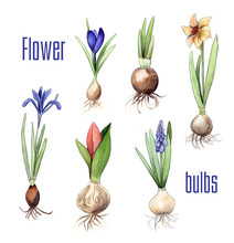 Bulbs Of Different Flowers: Crocus, Nascissus, Hyacinth, Tulip, Iris. Watercolor And Pencil Hand Drawn Graphics. Isolated Flower Collection