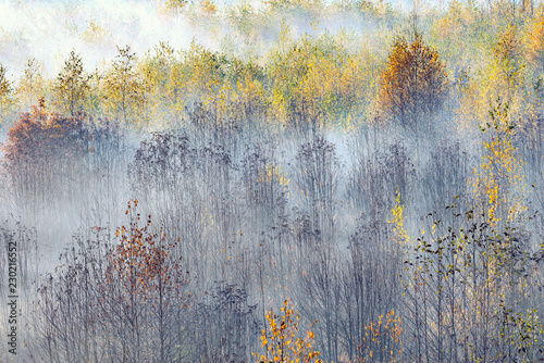 Plakat Lasowy widok przy zimnym mgłowym ranku czasem.