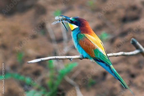 Fotografie, Obraz bee-eater bird with colorful feathers sitting on a branch in its beak holds a ca