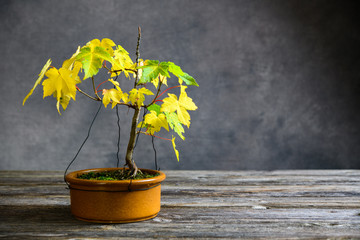 maple bonsai with fall leaves in brown bowl on wooden board