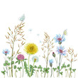 Summer wildflowers background. Grass, dandelion, clover, cornflowers. Print on paper or textile.