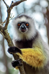 Wall Mural - Diademed Sifaka. Diadema, endemic, endengered. Rare lemur,close up, portrait.(Propithecus diadema),Wild nature Madagascar