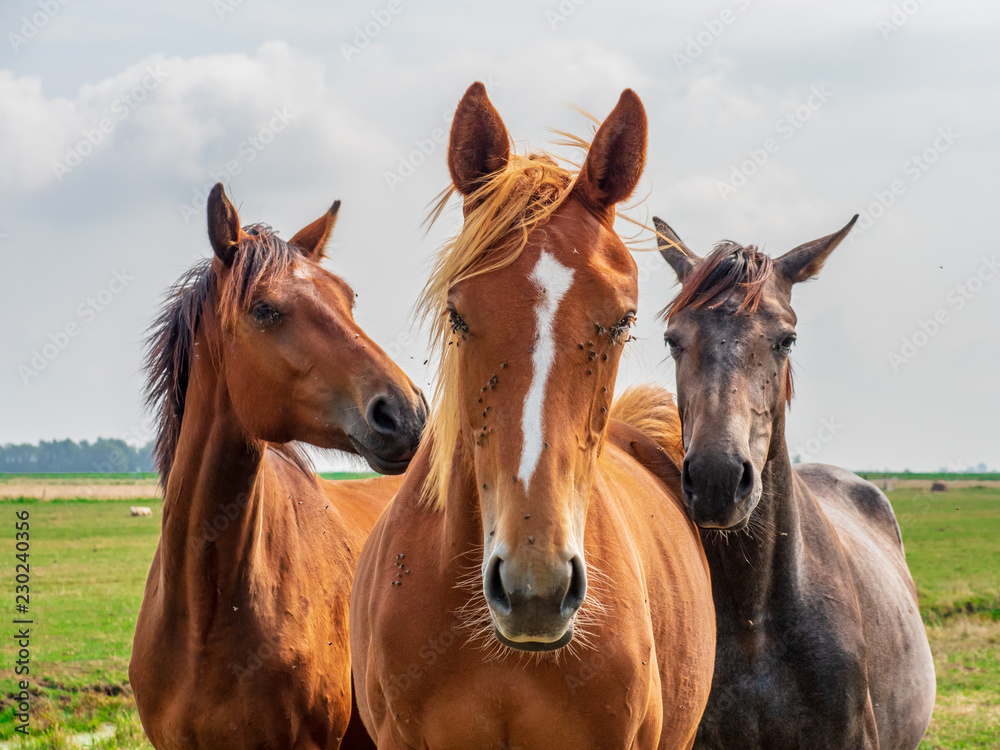 Obraz na płótnie Horses suffer from the flies on their heads w salonie