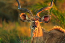 Front View Of Portrait Of Male Greater Kudu, A Species Of Antelope At Sunset Light. Game Drive Safari In ISimangaliso Wetland Park, South Africa. Tragelaphus Strepsiceros Species.