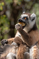 Wall Mural - Ring Tailed Lemur  kata ,Close up Ring-tailed lemur baby and mother, mother breastfeeding her baby