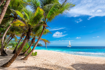 Wall Mural - Exotic sunny beach with palm and a sailing boat in the turquoise sea on Hawaii paradise islands. Summer vacation and tropical beach concept.