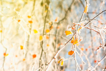 Wall Mural - Winter details - snow and frost on the branches with yellow leaves