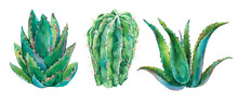 Exotic Natural Vintage Watercolor Cactus Greeting Card