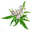 Valerian herb flower sprigs isolated on white background.