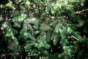 Wall Mural - merry christmas background with falling snowflakes and fir tree branches. copy space..