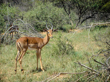 Impala Seen In Game Park On Safari In South Africa