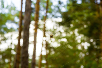 Spider in web on the forest. Araneus diadematus