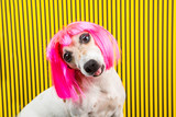 Fototapeta  - Curious dog face. Adorable fashionable silly dog face. Pink wig and yellow and black background. Funny emotions