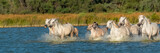 Fototapeta Konie - Horses running in the water, beautiful purebred horses in Camargue 
