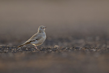 Wall Mural - A greater hoopoe-lark (Alaemon alaudipes) foraging in the morning sun on the island of Cape verde Africa.