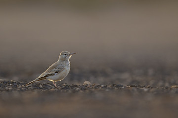 Wall Mural - A greater hoopoe-lark (Alaemon alaudipes) foraging in the morning sun on the island of Cape verde Africa.