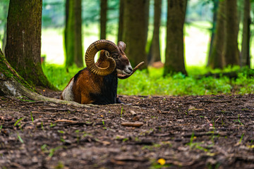 mouflon in the green field