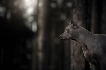 Wall Mural - cute grey portrait Thai Ridgeback dog on the forest