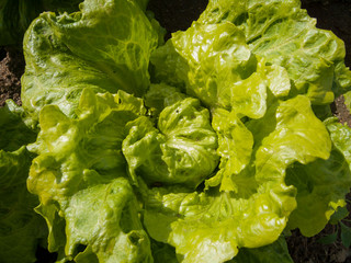 green fresh lettuce plant