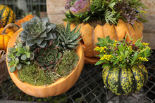 Succulents Arrangement In A Pumpkin As A Vase And A Pumpkin With Flowers Preparation For Halloween Celebration Concept.