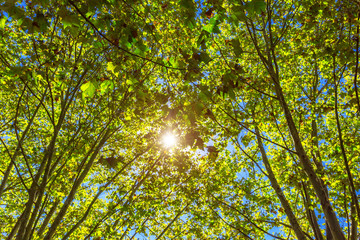 Sun rays make their way through trees and leaves.