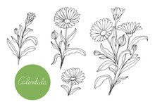 Set Of Medical Plants. Hand Drawn. Vector Illustration