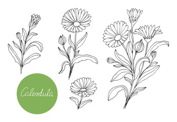 Set of medical plants. Hand drawn. Vector illustration