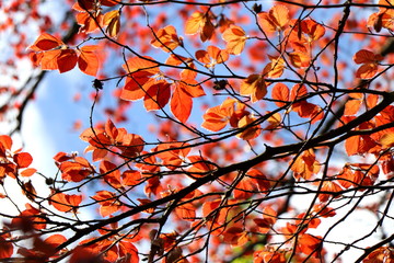 copper beach (fagus sylvatica purpurea) foliage against blue sky. springseason background.