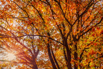 looking upwards into a beautiful golden sycamore tree in autumn with its fall leaves golden, red and