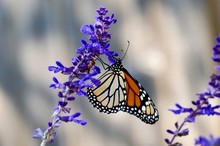 Monarch Butterfly On Mealy Blue Sage 