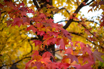 red autumn leaves