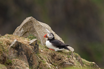 Wall Mural - Atlantic puffin, fratercula arctica, Faroe island