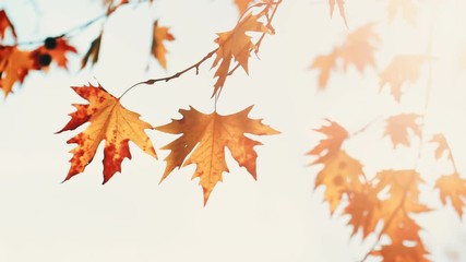 yellow orange autumnal maple tree leaves blowing in breeze against white bright sunny sky. nature ba