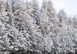 Winter forest with trees covered snow