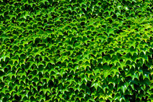 Texture Of Bright Green Foliage Closeup 