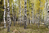 Fototapeta Natura - Jesienny krajobraz 18