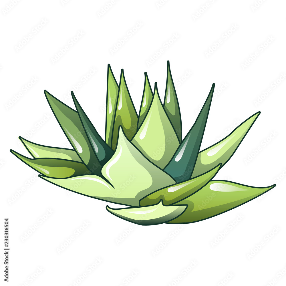 Aloe vera plant icon. Cartoon of aloe vera plant vector icon for web design  isolated on white background Stock Vector | Adobe Stock