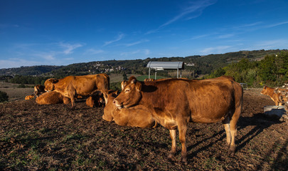 Canvas Print - Voutezac (Corrèze, France) - Limousines