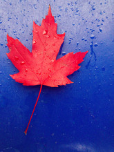 Close Up Of Red Maple Leaf On Blue Slide With Raindrops