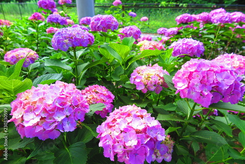 公園に咲く紫陽花の風景3 Buy This Stock Photo And Explore Similar Images At Adobe Stock Adobe Stock