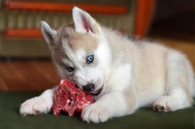 Blue Eyes Husky Puppy Eating Raw Meat
