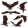 Bald eagle predatory birds vector sketch