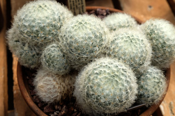 Cactus Plant