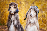 Fototapeta Zwierzęta - Two stylish Afghan hounds, dogs, in funny fur hats on the background of the autumn forest. Concept clothes for animals, fashion for dogs