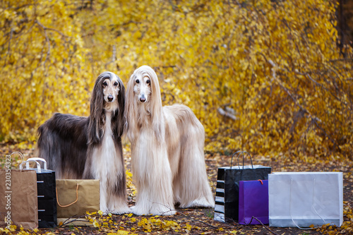 Hounds of Autumn