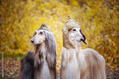Two Stylish Afghan Hounds Dogs In A Military Cap And Field Cap