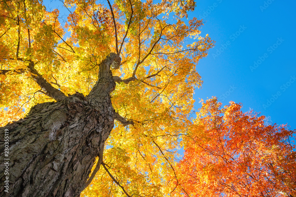 Upward view of a large maple trees with bright orange and golden yellow ...