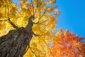 upward view of a large maple trees with bright orange and golden yellow autumn foliage leaves agains
