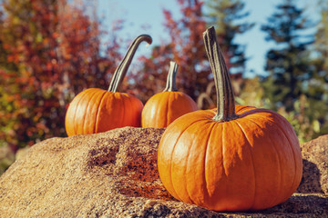Wall Mural - Three pumpkins displayed on a rock on beautiful sunny autumn day. Colorful autumn foliage trees in the background.