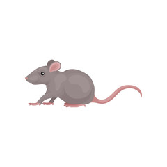 Wall Mural - grey mouse rodent animal vector illustration on a white background